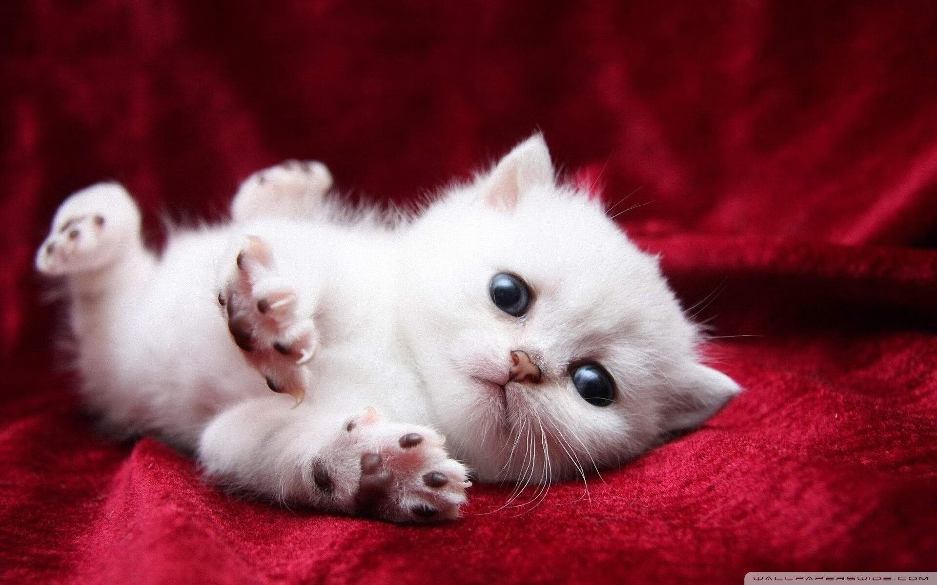 【比赛现场直击】冠军运动员的临场应变能力,运动员进场展示