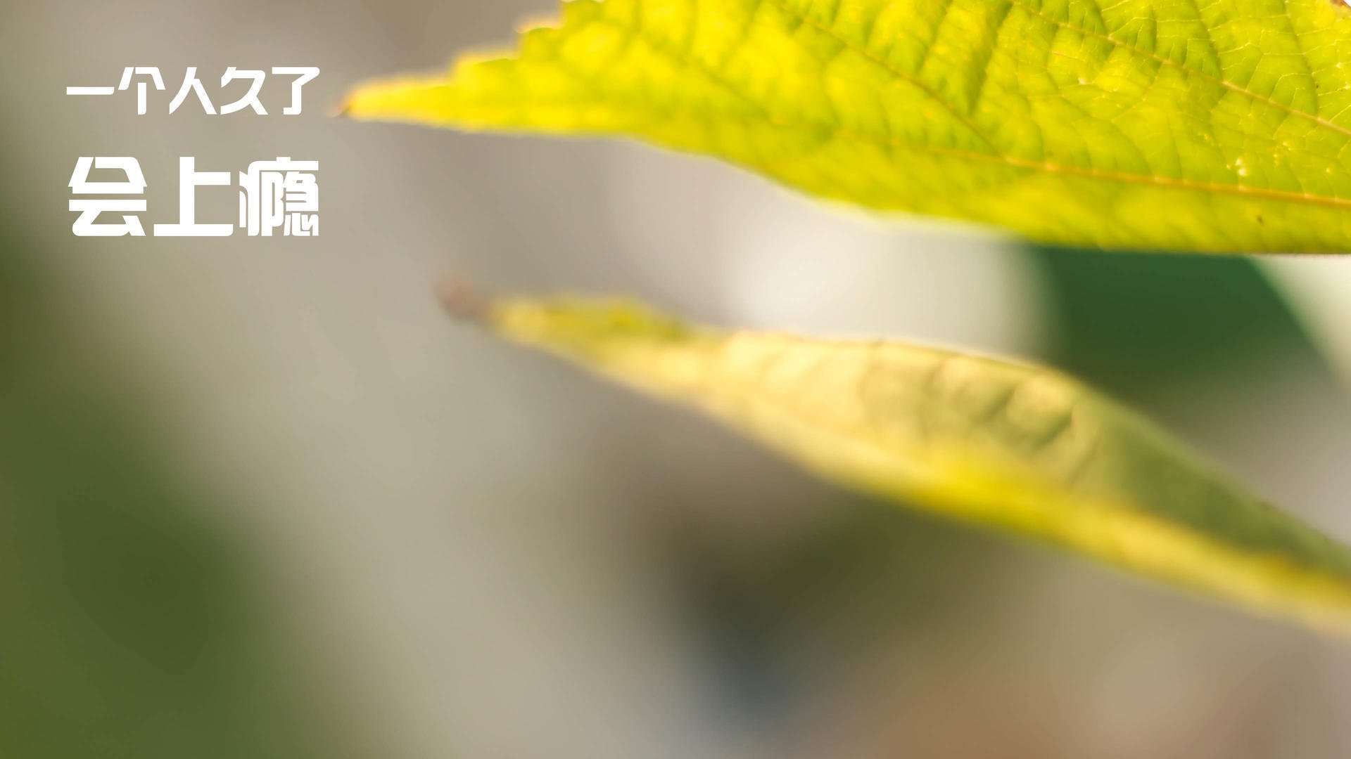 开云体育官方网入口-《卫报》：荷兰女足在预选赛中与西班牙队激战，荷兰女足吧